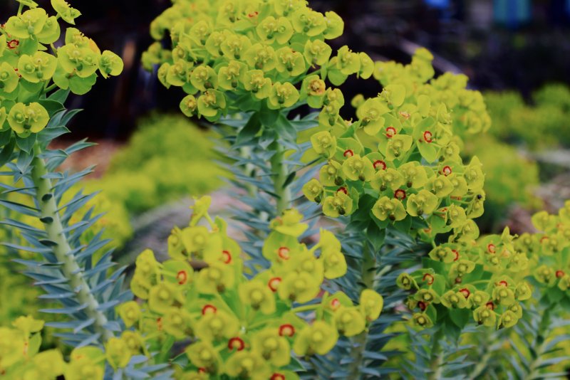 Euphorbia helioscopia молочай солнцегляд