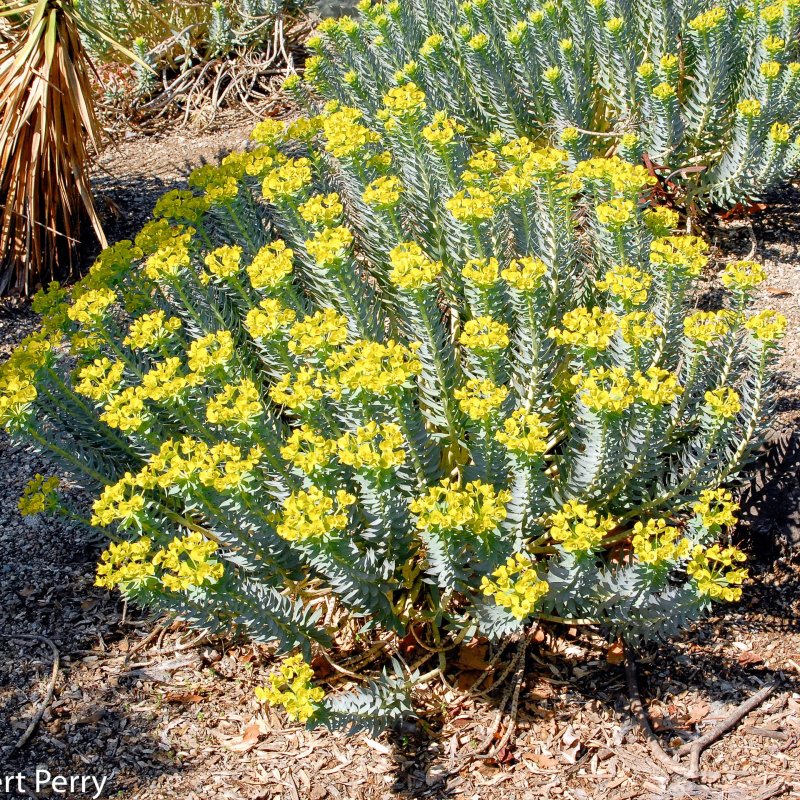 Candelilla Euphorbia это