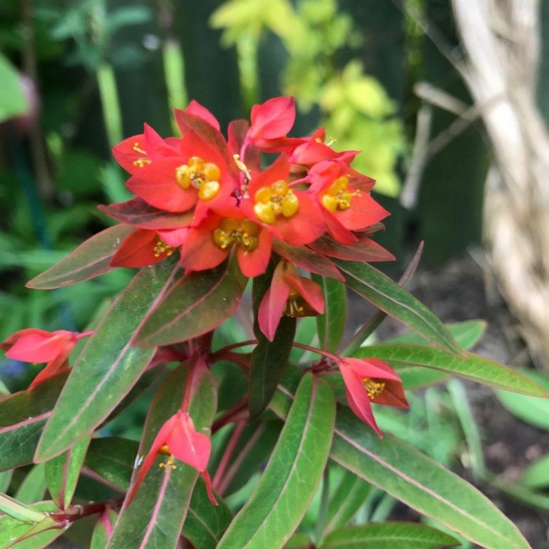 Молочай Гриффита Euphorbia griffithii Dixter
