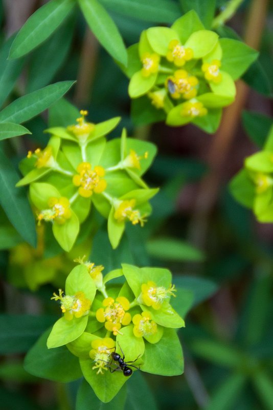Молочай (Euphorbia)