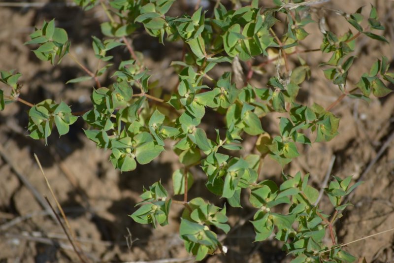 Euphorbia falcata