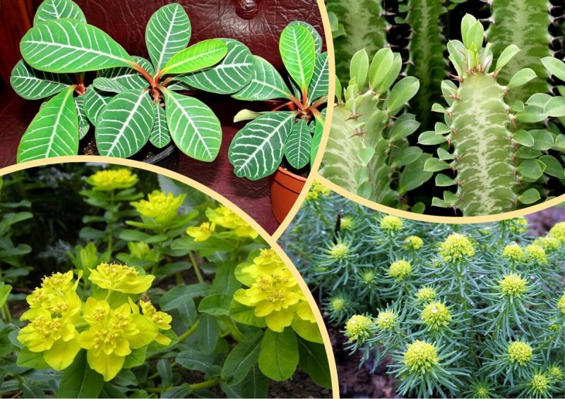 Молочай сегиеров (Euphorbia seguieriana)