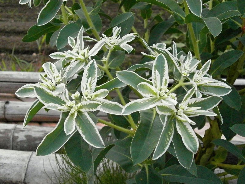 Euphorbia helioscopia молочай солнцегляд