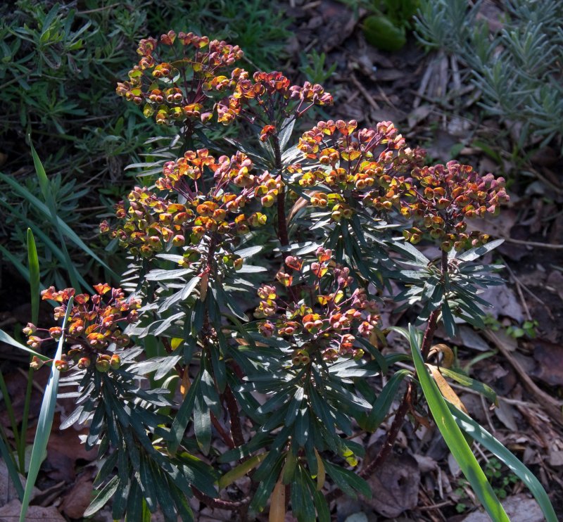 Euphorbia neriifolia