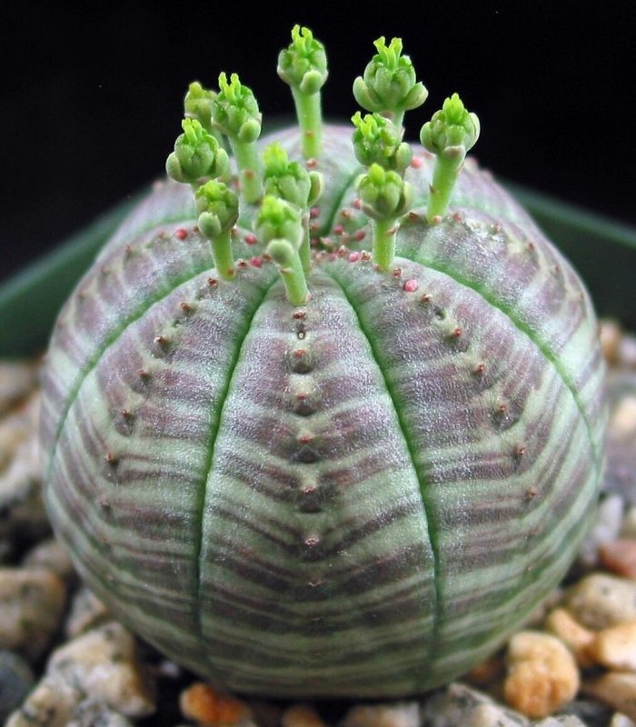 Суккулент Euphorbia obesa