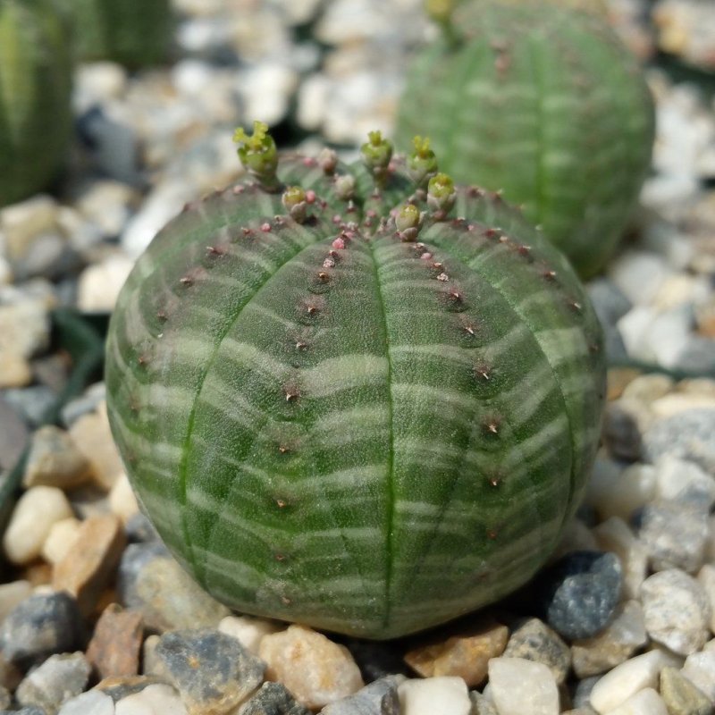 Суккулент Euphorbia obesa