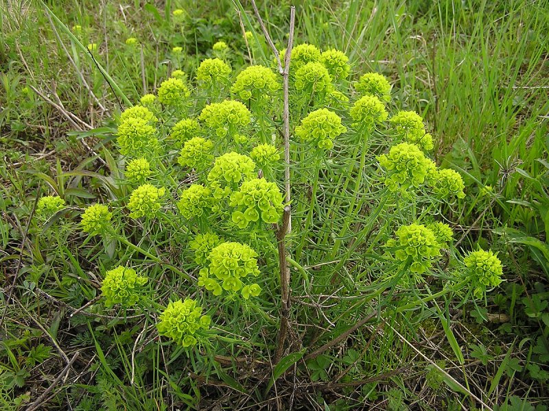Euphorbia neriifolia