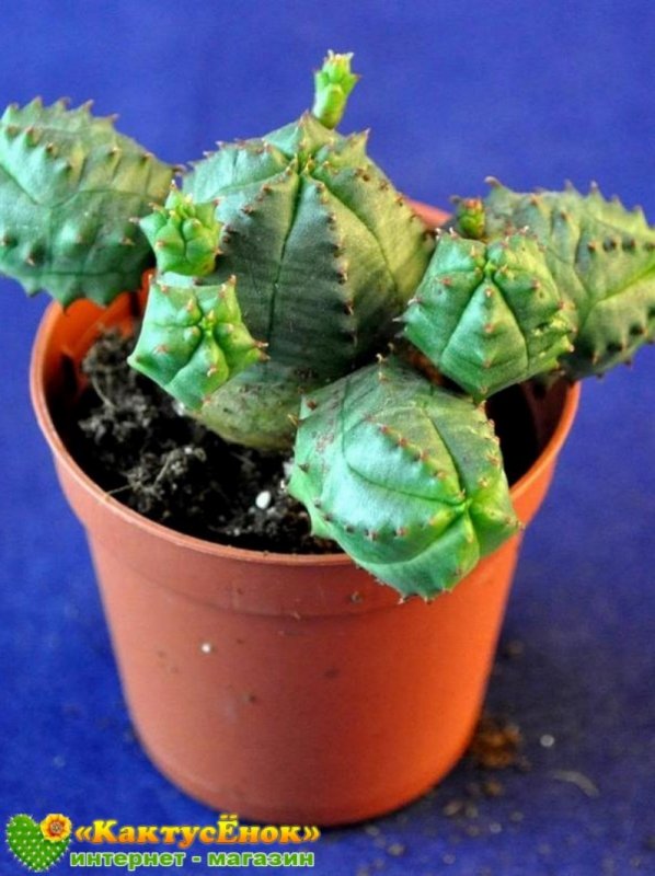 Euphorbia globosa Hybrid