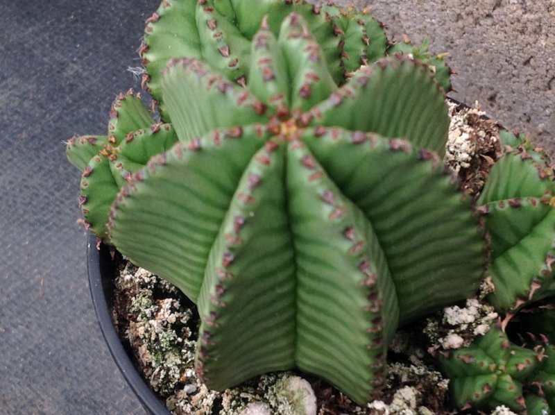 Эуфорбия сарsaintemariensis