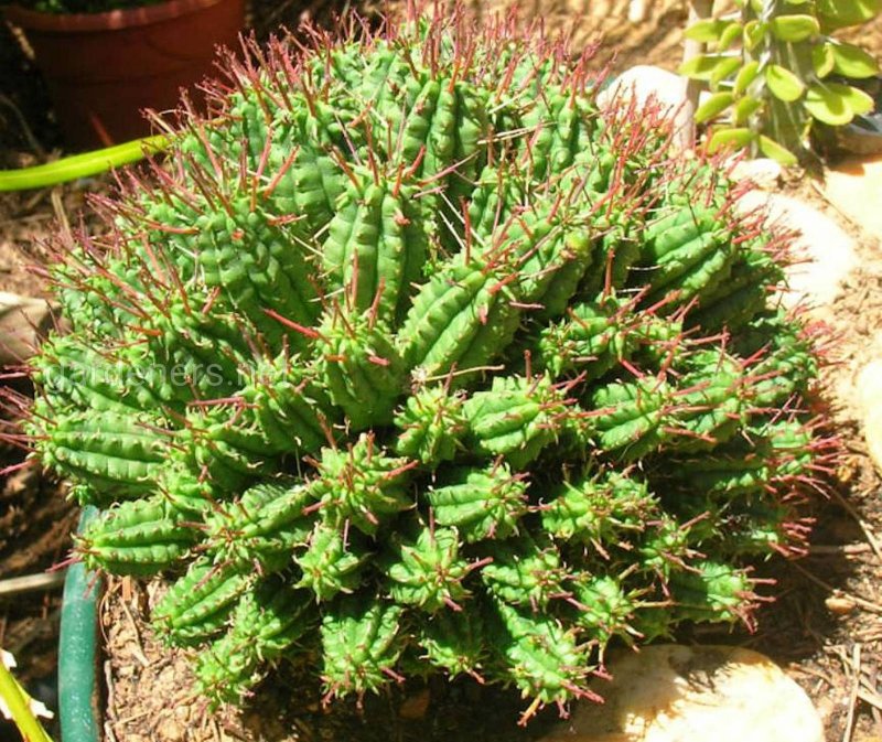 Молочай (Euphorbia)