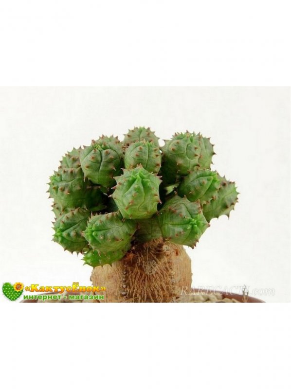 Euphorbia globosa