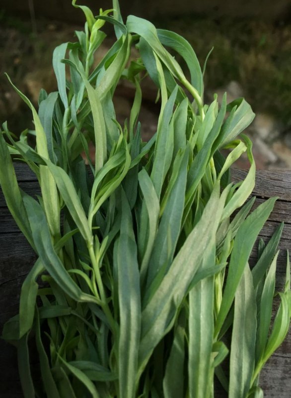 Artemisia dracunculus - Полынь эстрагон - Tarragon