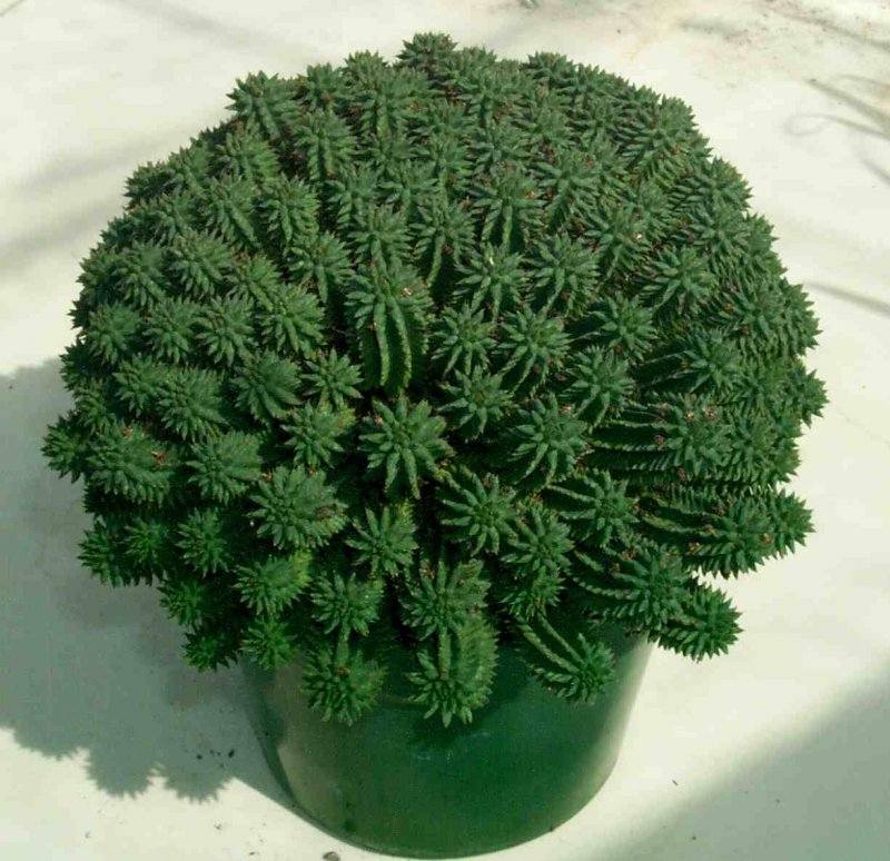 Euphorbia suzannae Кактус