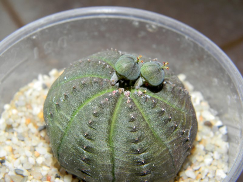 Молочай длиннорогий Euphorbia macroceras