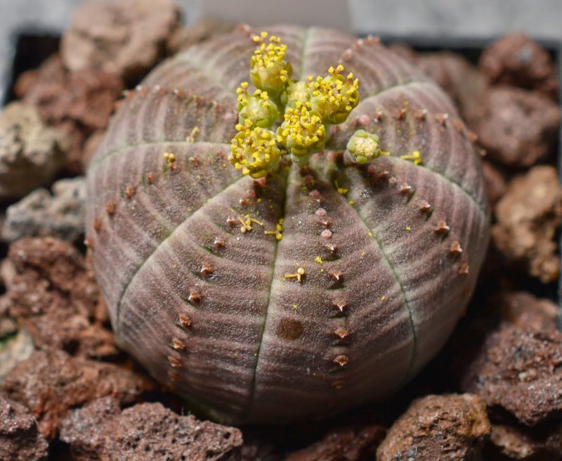 Euphorbia balsamifera