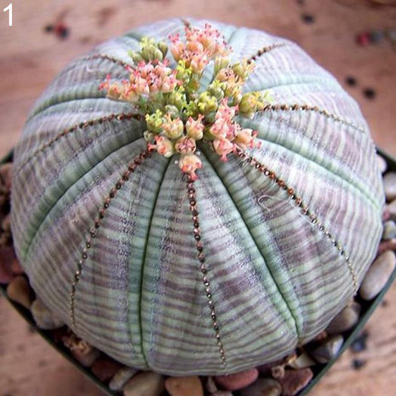 Euphorbia berorahae