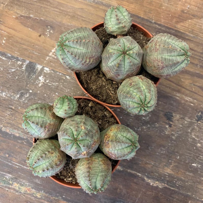 Euphorbia globosa