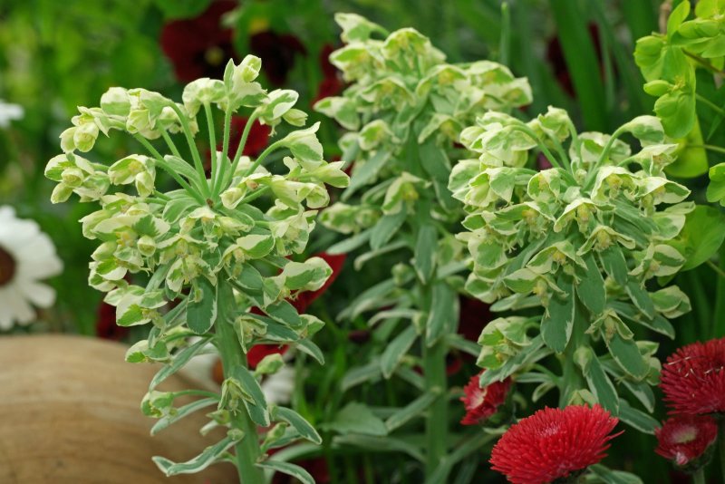 Euphorbia gymnocalycioides