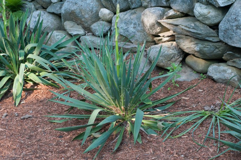 Юкка отвороченнолистная (Yucca recurvifolia)
