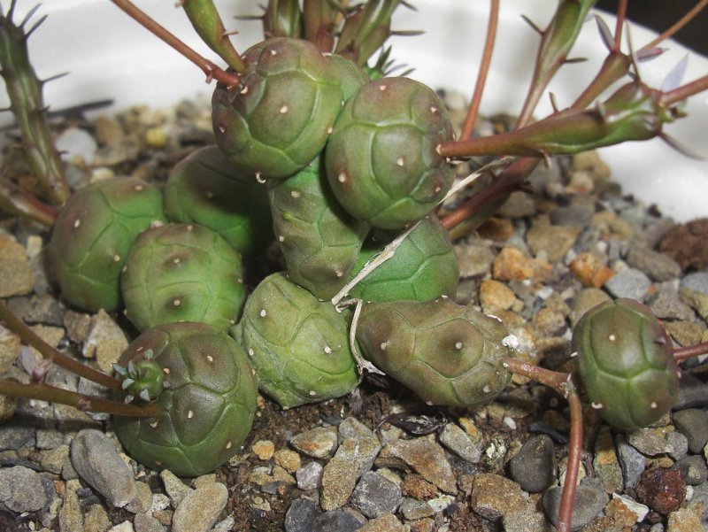 Молочай (Euphorbia)
