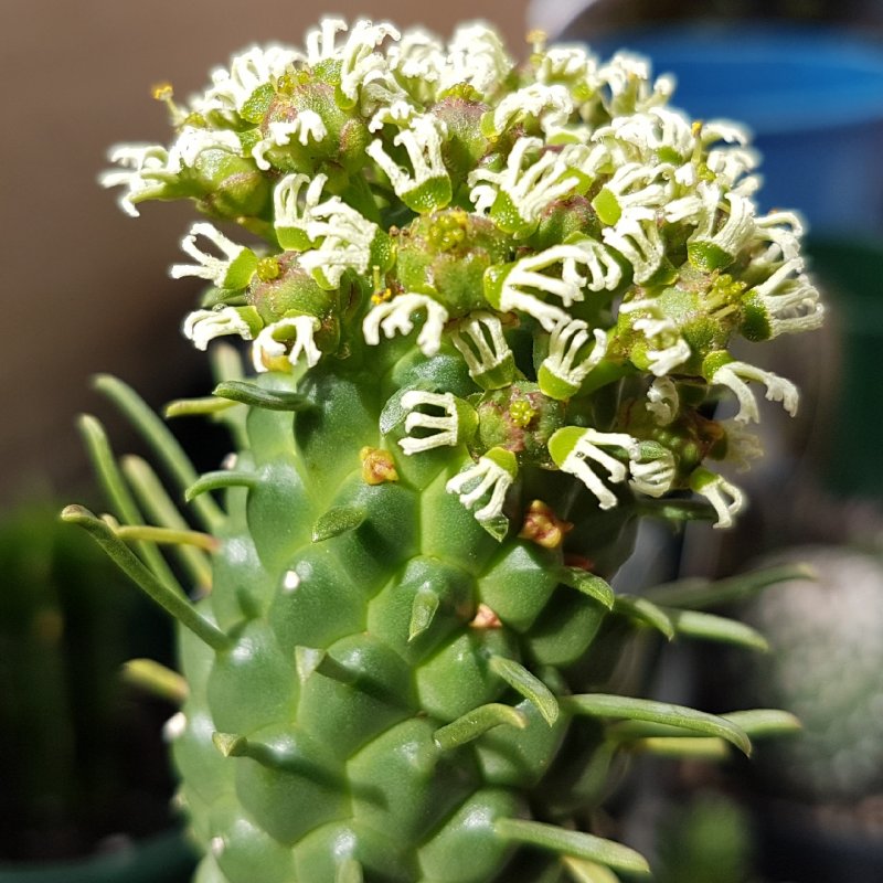 Суккулент Euphorbia obesa