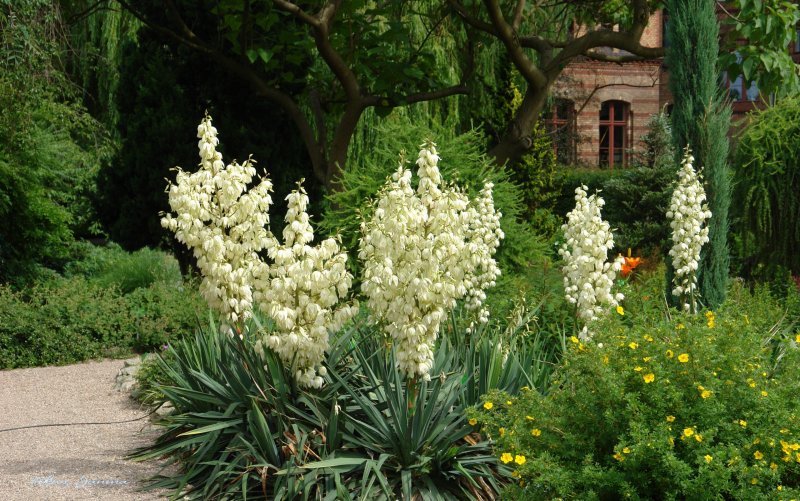Юкка нитчатая (Yucca)