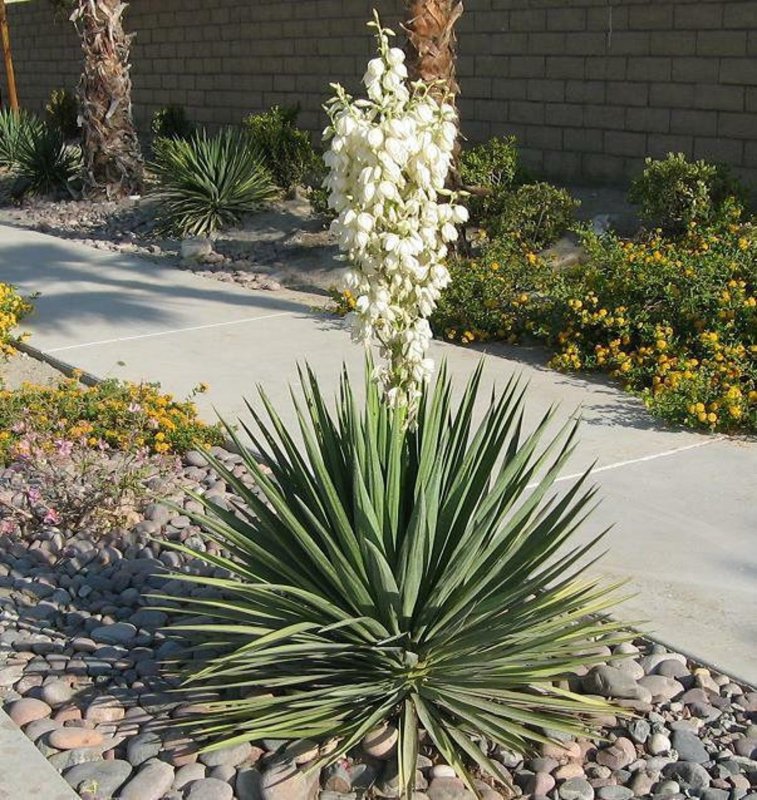 Юкка колючая/Yucca filamentosa