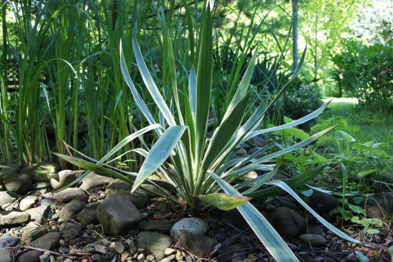 Юкка славная (Yucca Gloriosa)