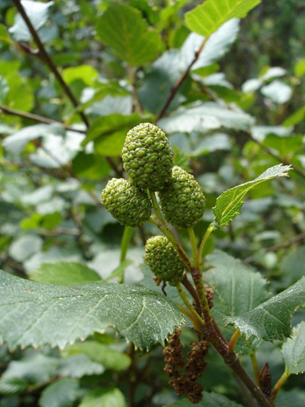 Alnus viridis кустарник