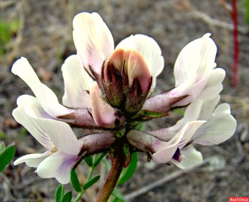 Oxytropis jacquinii