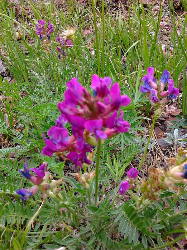 Остролодочник Ушакова oxytropis ushakovii,
