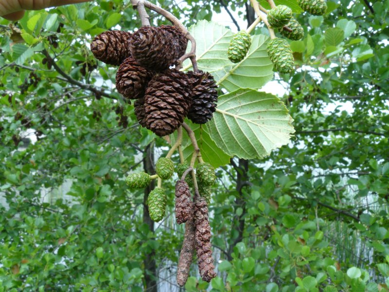 Alnus glutinosa ольха черная цветет