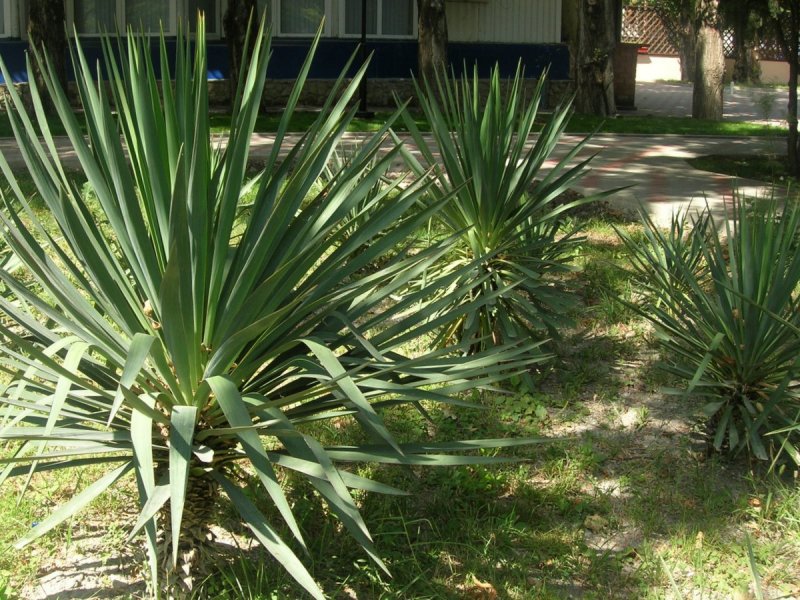Юкка recurvifolia