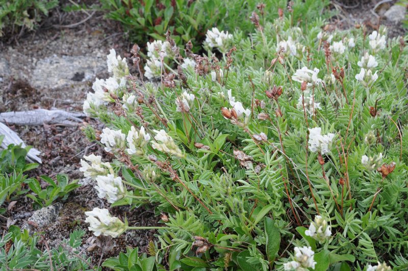 Остролодочник - род oxytropis