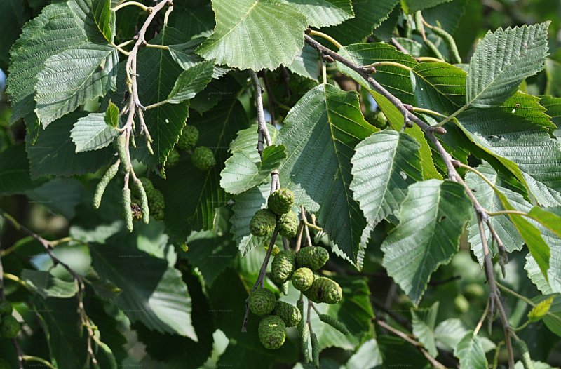 Alnus glutinosa (ольха европейская)