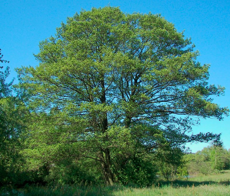 Alnus glutinosa (ольха европейская)