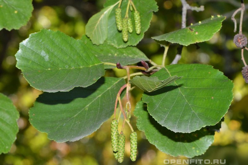 Ольха серая - Alnus incana (l