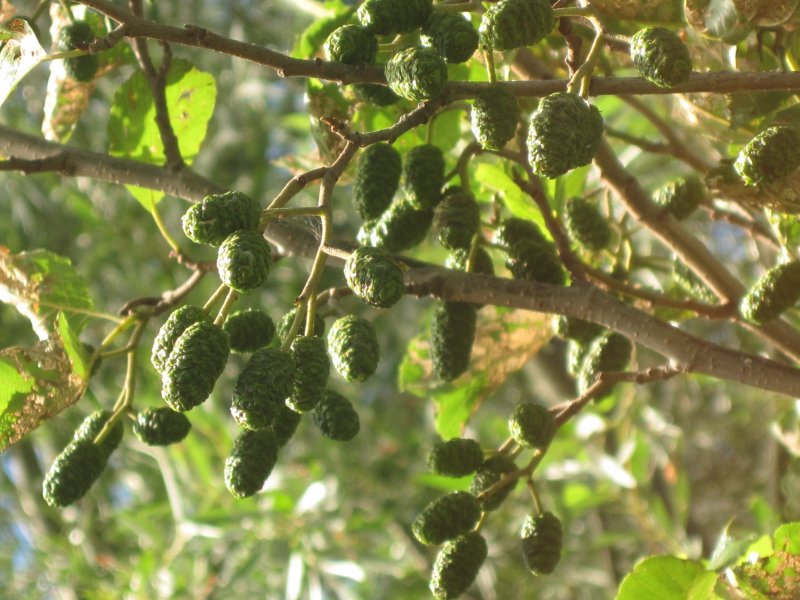 Alnus glutinosa (ольха европейская)