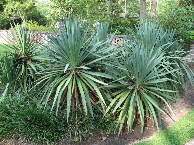 Yucca Gloriosa