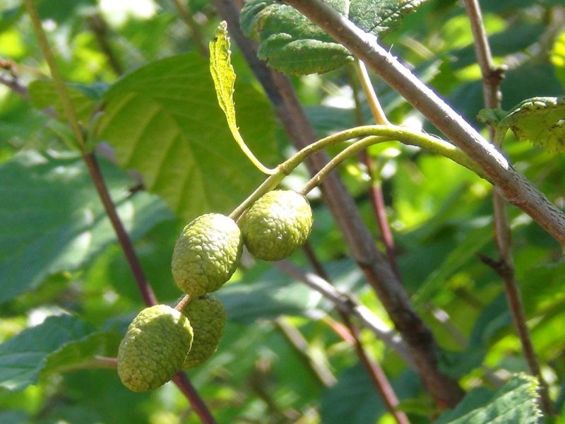 Alnus glutinosa (ольха чёрная) 'Imperialis'