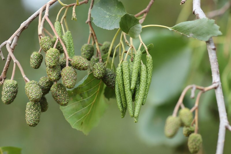 Alnus alnobetula