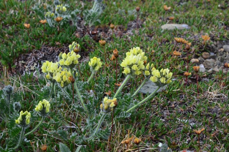 Остролодочник волосистый (oxytropis pilosa)