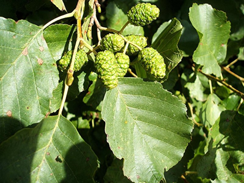 Alnus incana