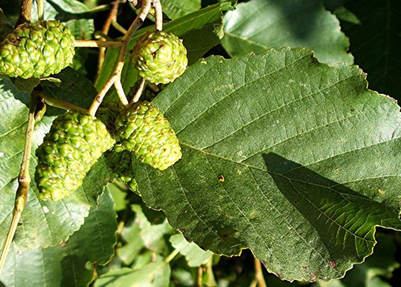 Ольха серая Alnus incana