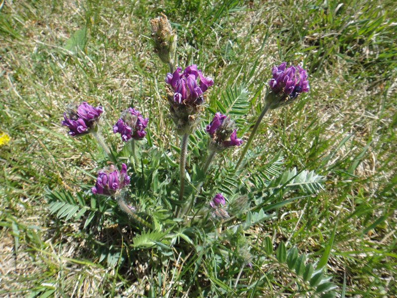 Oxytropis baschkiriensis Knjaz. – Остролодочник Башкирский