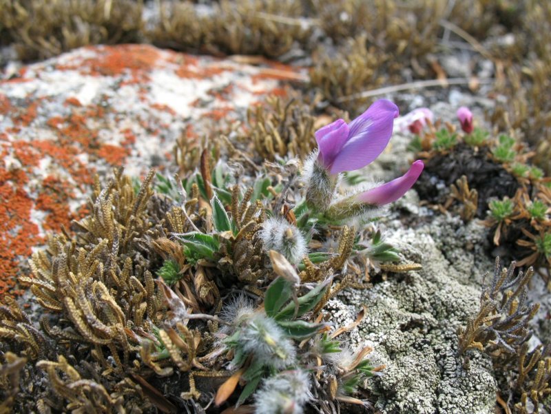 Oxytropis strobilacea