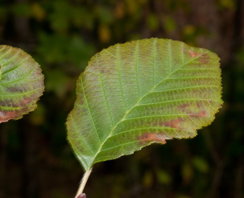 Alnus incana