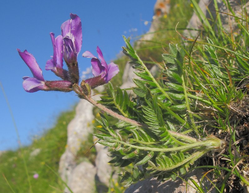 Oxytropis pilosa