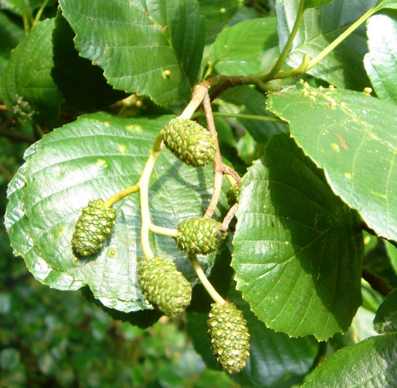 Alnus incana 'pendula'