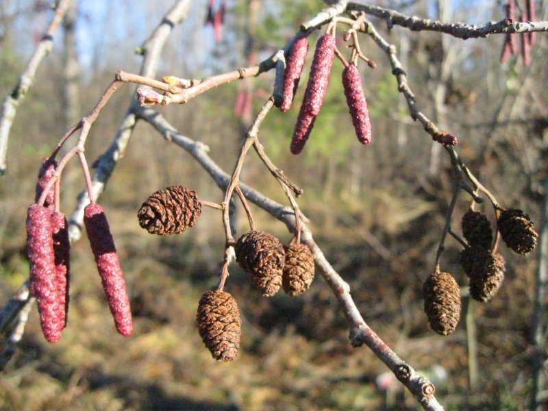 Alnus glutinosa